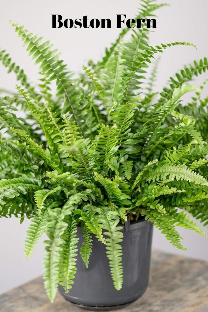 boston fern