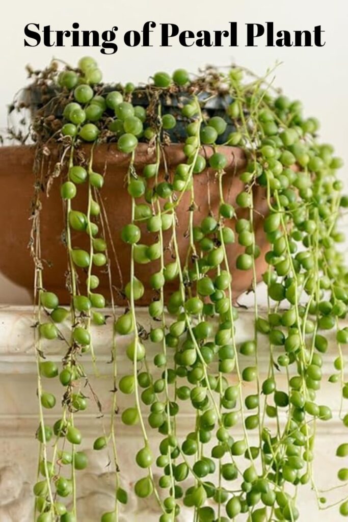 string of pearl plant