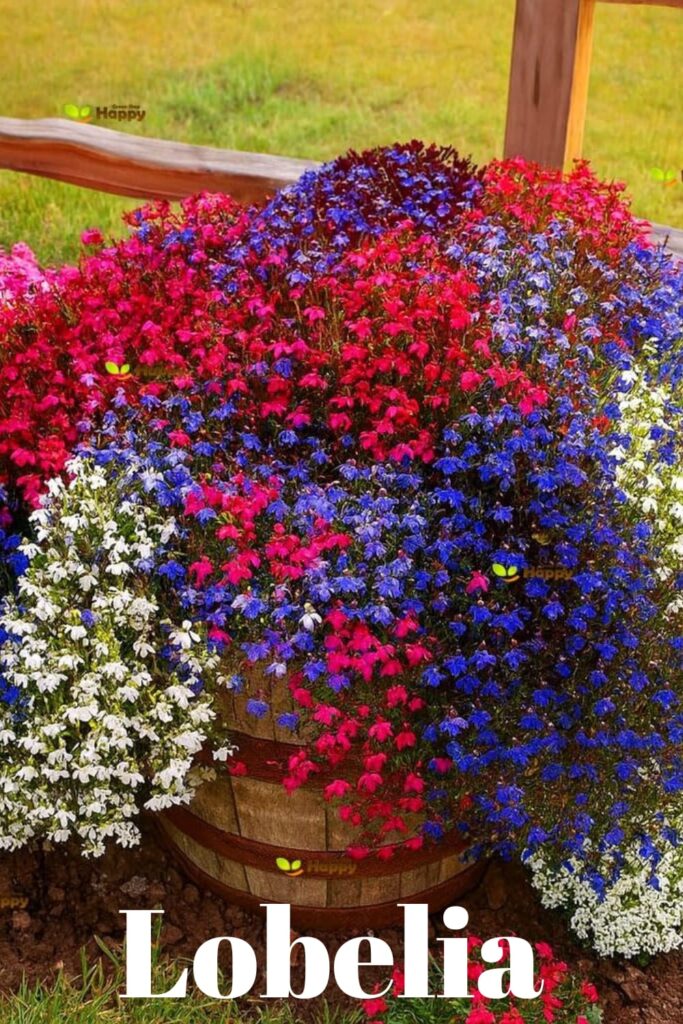 lobelia