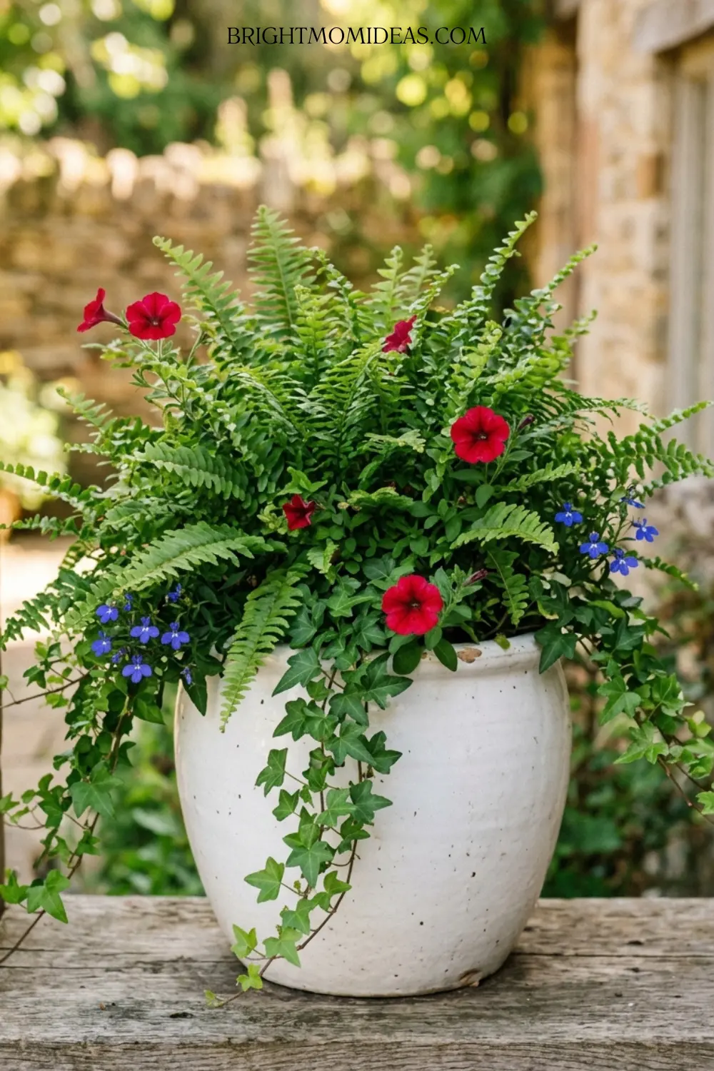 Single white planter showing perfect ratio of 
green ferns with small red petunia and blue 
lobelia accent blooms
